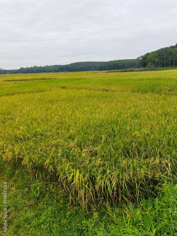 rice field rice field