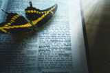 Monarch Butterfly On Open Bible New Life Transformation Concept
