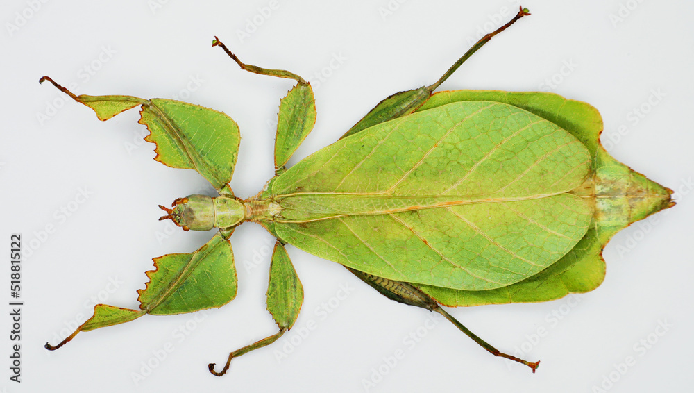 Leaf insect Phyllium celebicum isolated on white. Amazing green large tropical insect that looks like a tree leaf. Collection insects, mimicry, Mantidae. Phasmidae. Entomology. Leaf insect Phyllium celebicum isolated on white. Amazing green large tropical insect that looks like a tree leaf. Collection insects, mimicry, Mantidae. Phasmidae. Entomology.