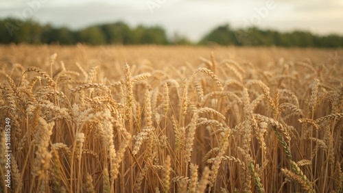Ripe golden wheat field with beautiful sprinkles at sunrise