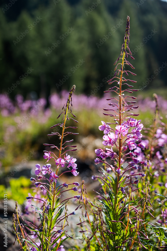 Obraz premium Flowers in Swiss Mountains