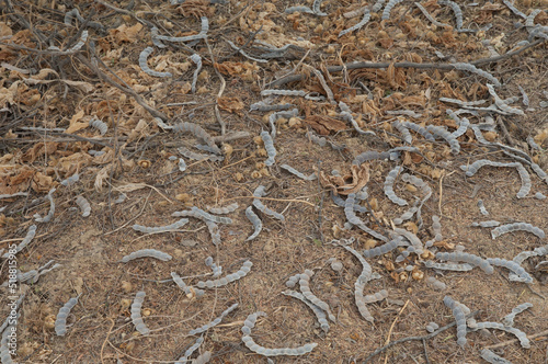 Fallen seed pods of gum arabic tree Vachellia nilotica. Natural Reserve of Popenguine. Thies. Senegal. photo