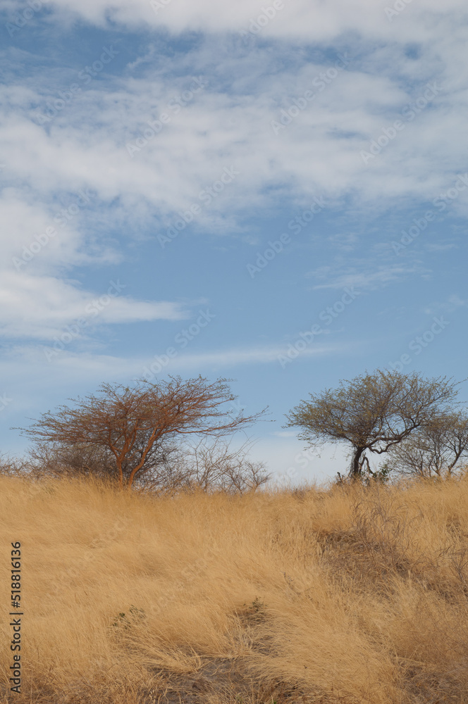 Acacias with red acacia Vachellia seyal to the left. Natural Reserve of Popenguine. Thies. Senegal.