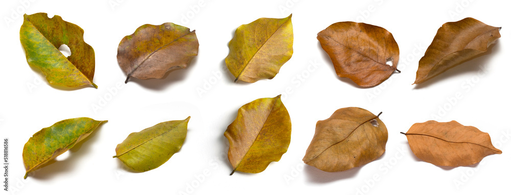 Set of fallen leaves on white background. Autum leaves. Autum theme.