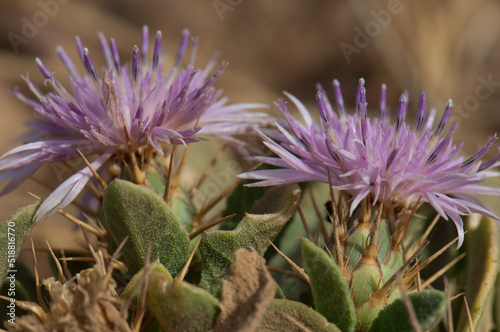 Flowers in the Natural Reserve of Popenguine. Thies. Senegal. photo