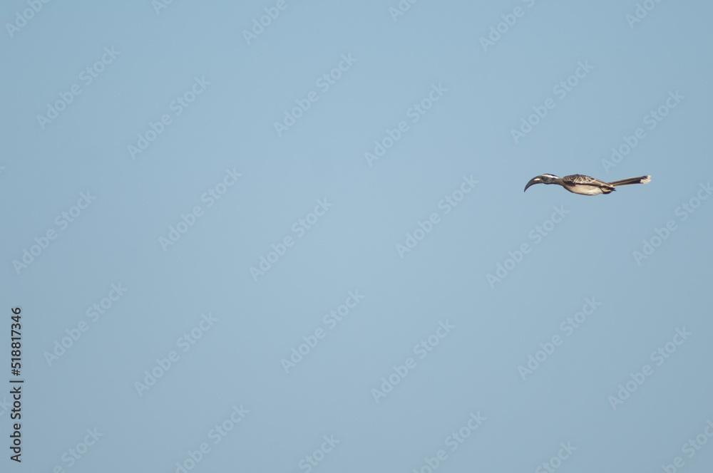 African grey hornbill Tockus nasutus. Male landing. Natural Reserve of Popenguine. Thies. Senegal. African grey hornbill Tockus nasutus. Male landing. Natural Reserve of Popenguine. Thies. Senegal.