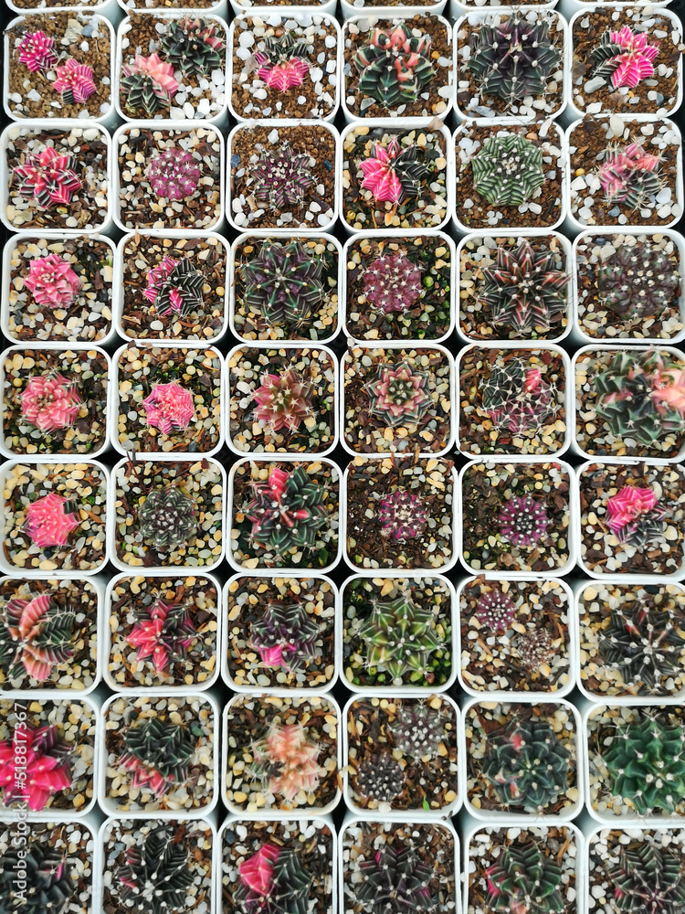 Beautiful Colorful Gymnocalycium cactus on pot in the garden.Selective focus Variegated Gymnocalycium mihanovichii. Beautiful Colorful Gymnocalycium cactus on pot in the garden.Selective focus Variegated Gymnocalycium mihanovichii.