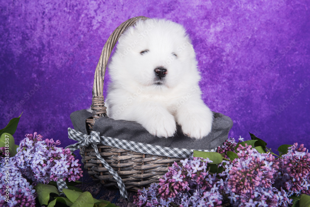 White fluffy small Samoyed puppy dog is sitting on purple background with lilac flowers in basket