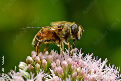Common drone fly // Mistbiene (Eristalis tenax) © bennytrapp