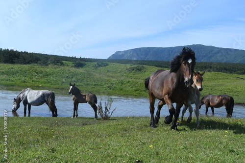 日本の山を背景に草原を歩く馬の家族