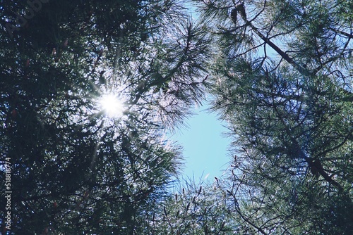 Luz del sol a través de las acículas de un pino. Sol en un día caluroso visto a través de las ramas de un pino desde el suelo. photo