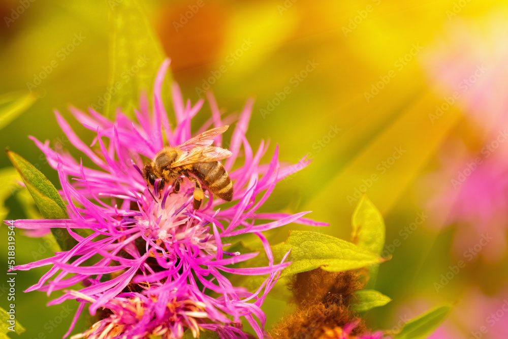 Bee collects nectar from flowers and converts it into the honey. Close up. Bee collects nectar from flowers and converts it into the honey. Close up.