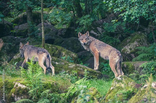 Wölfe im Wald photo