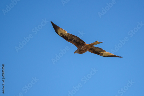 Red kite  Milvus milvus  in flight. This kite is endemic to the Western Palearctic region in Europe and northwest Africa. Photo taken in Colmenar Viejo  province of Madrid  Spain