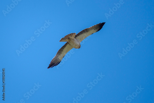 Short-toed snake eagle, Circaetus gallicus, in flight. Photo taken in Colmenar Viejo, province of Madrid, Spain