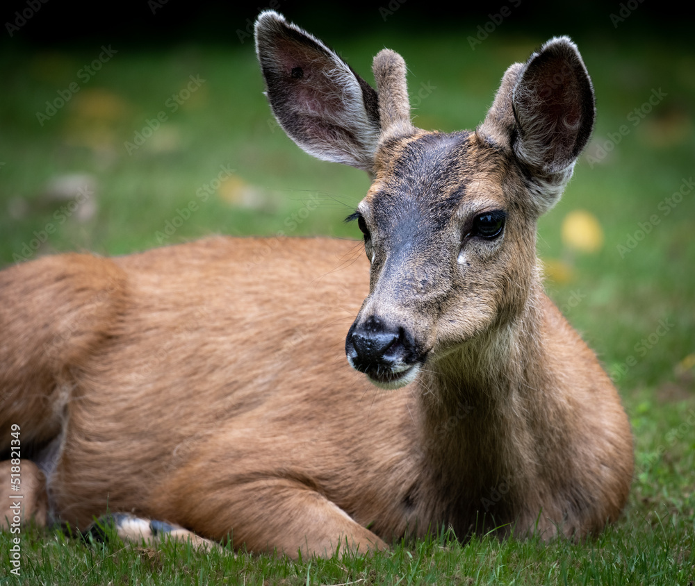 Young buck resting on green grass with new antlers Young buck resting on green grass with new antlers