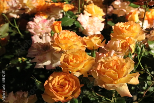 yellow roses © Kei. S