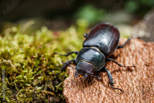 Stag beetle (Lucanus cervus). Female insect in nature © encierro