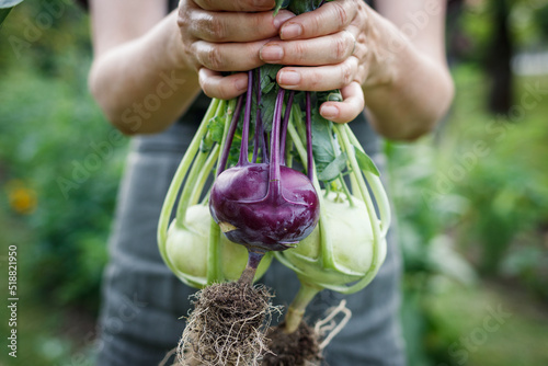 Kohlrabi in female hand. Woman harvesting ripe organic green and purple kohlrabi in vegetable garden photo
