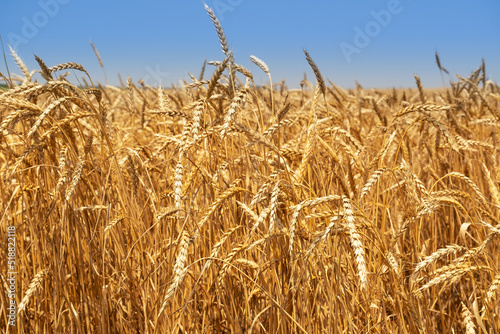 Golden wheat field and sunny day. Background of ripening ears of wheat field. Rich harvest Concept. Label art design