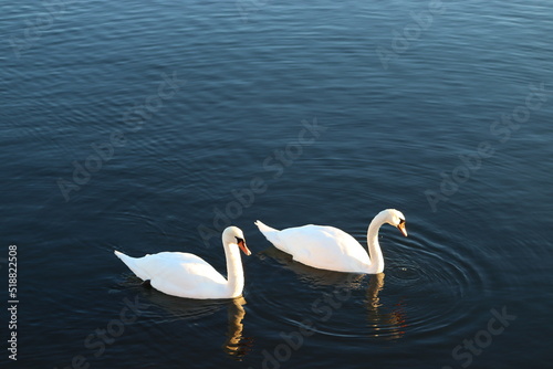 Fototapeta Naklejka Na Ścianę i Meble -  two swans