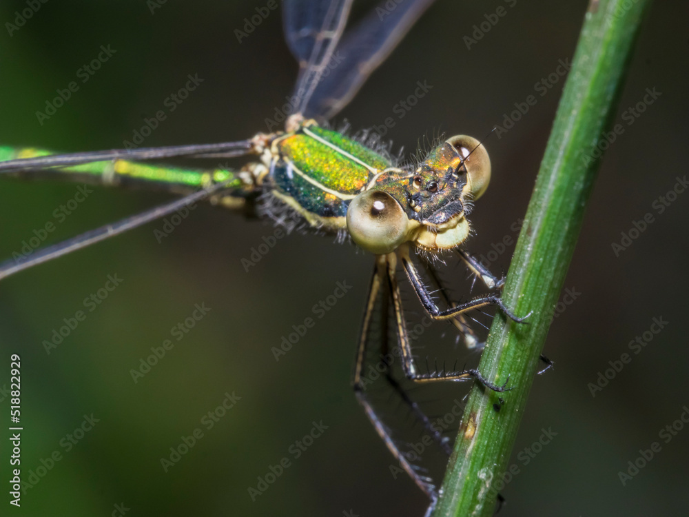 Fototapeta premium dragonfly 143