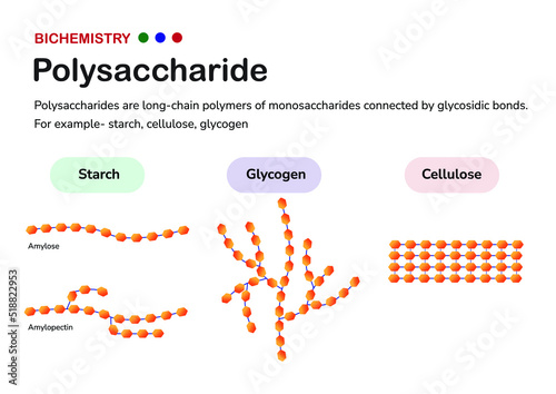 Biochemistry diagram present structure of polysaccharide such as starch (amylose and amylopectin), glycogen, and cellulose, formed from monosaccharide sugar photo