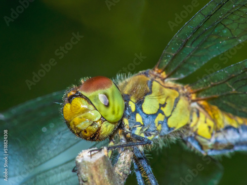 dragonfly 144