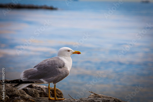 Photography seagull on the beach with bokeh in Bostancı Sahil