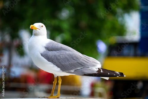 close up of a seagull with bokeh photo