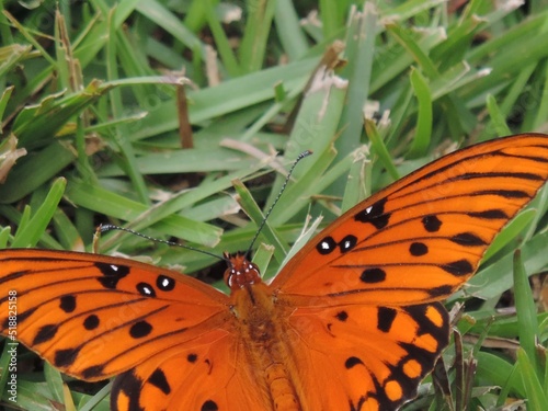 Beautiful Orange Black Gulf Fritillary With Spots Florida Rain Forrest Butterfly Lands On Blade of Grass