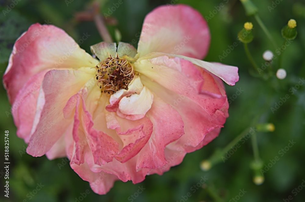 fading fading rose without petals on a green background fading fading rose without petals on a green background