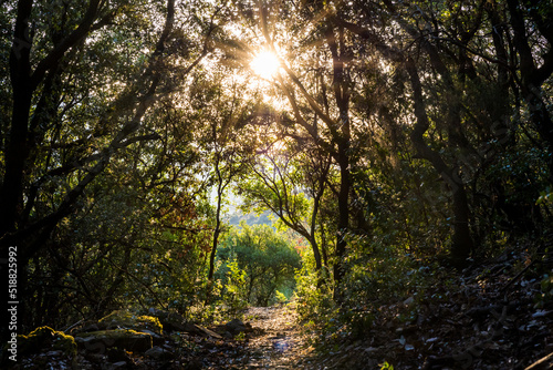 Soleil levant rayonnant sur un chemin de randonn  e dans la for  t pr  s d Olargues dans le Parc naturel r  gional du Haut-Languedoc