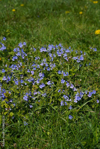 Blue forget-me-not flowers in the green grass. Wild meadow flowers of light purple on a sunny day; vertical image
