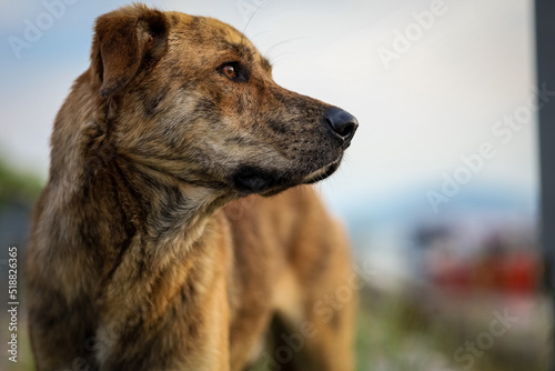 portrait of a brown dog with bokeh
