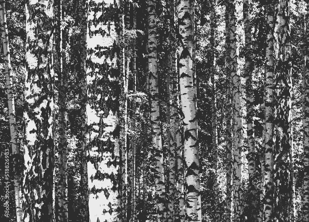 Fototapeta premium Birch grove. Black and white vector background of birch trunks. Realistic illustration of a birch forest.