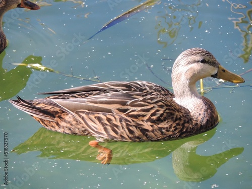 Beautiful Wild Florida Mallard Duck Swimming On the Water