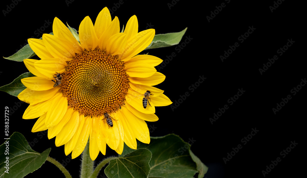 Obraz premium honey bees Apis mellifera drinking nectar from sunflower