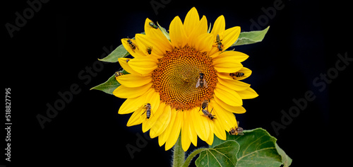 Fototapeta Naklejka Na Ścianę i Meble -  honey bees and other pollinators drinking nectar from sunflower