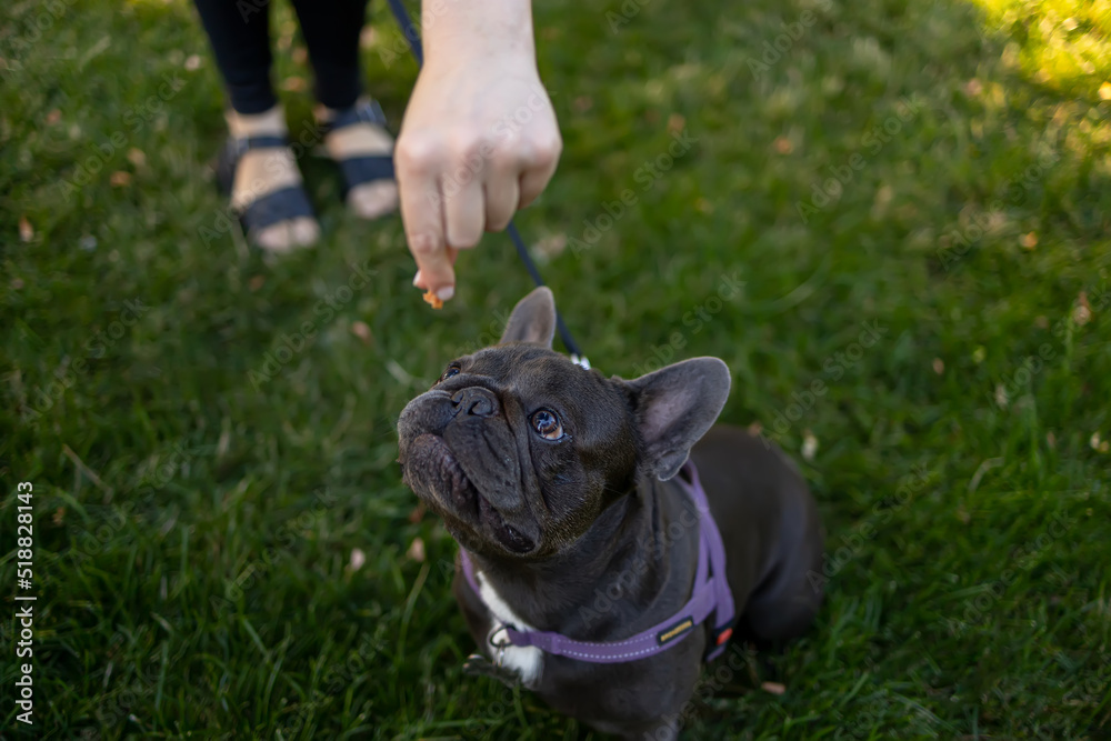 beautiful dog french bulldog in the park looks at a piece of food served to him