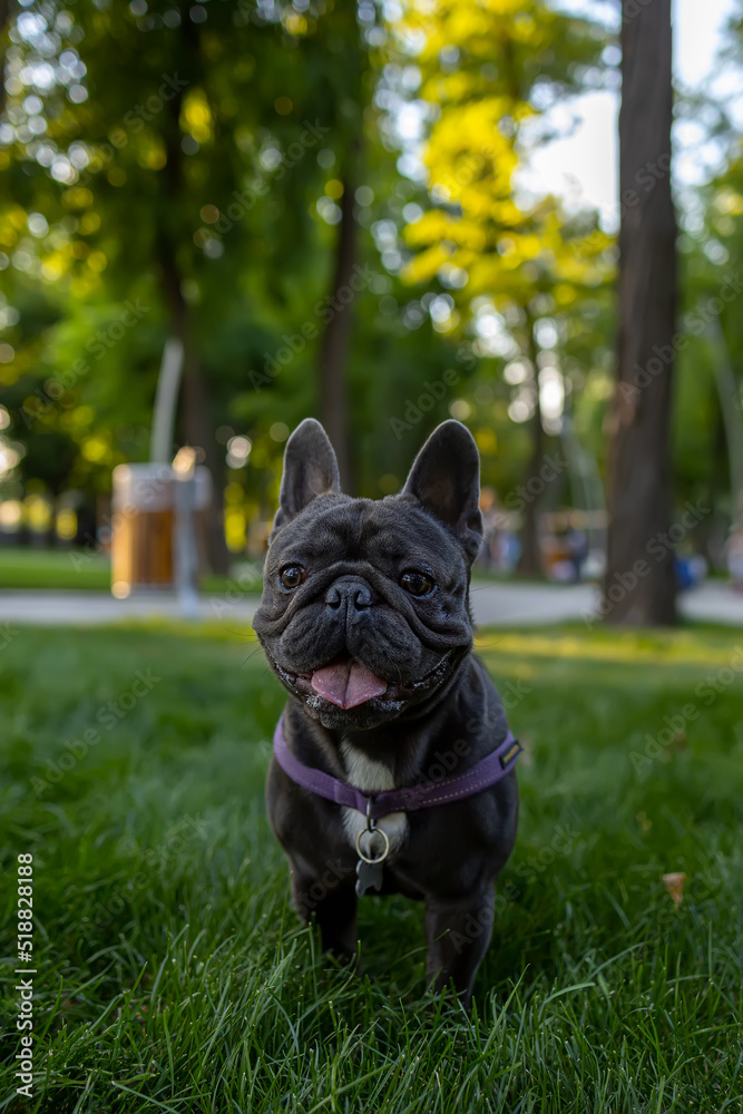 black dog stuck out his tongue and looked around in the park French bulldog obeyed the command to sit down