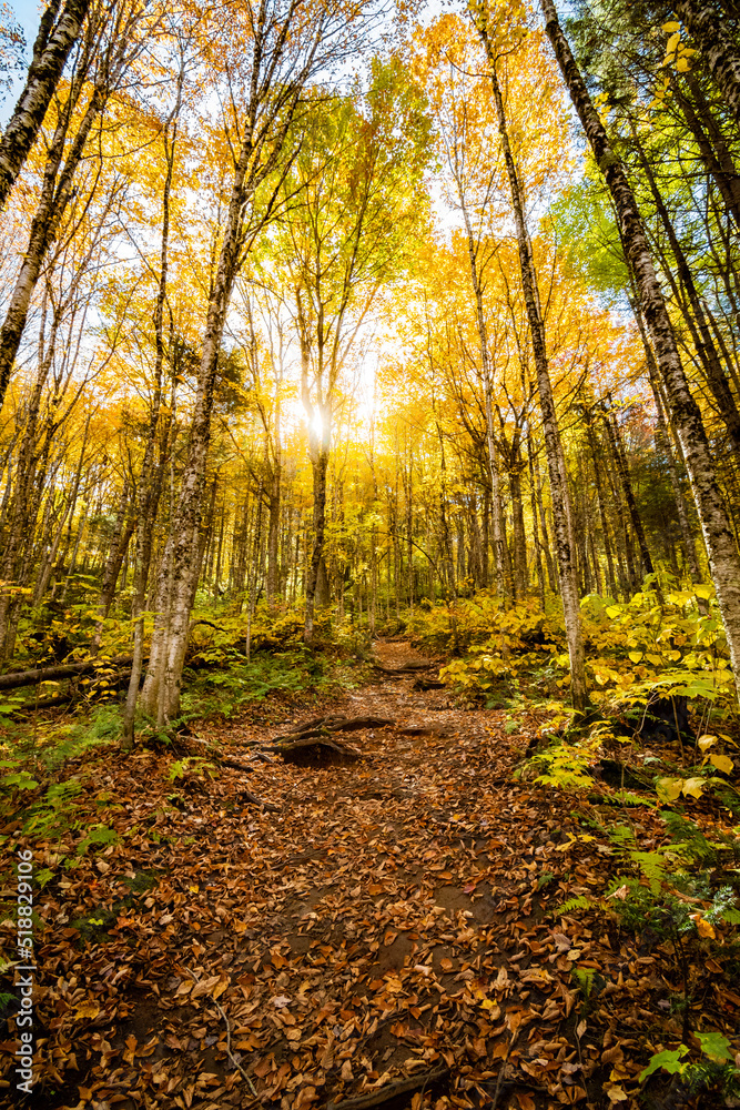 Fototapeta premium Autumn golden leaves in the forest, Jacques Cartier national park, QC, Canada