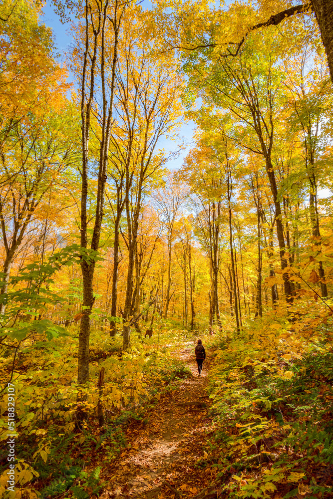 Silhouette walking under Autumn golden leaves in the forest, Jacques Cartier national park, QC, Canada