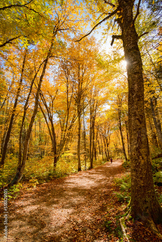 Autumn golden leaves in the forest, Jacques Cartier national park, QC, Canada © David