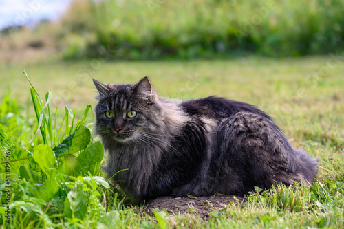 A dark gray long-haired domestic cat enjoying the summer weather in the farm yard.
