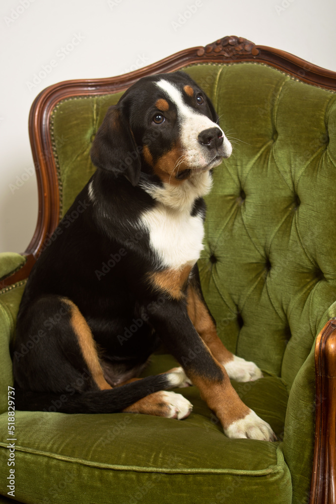 Greater Swiss Mountain Dog Greater Swiss Mountain Dog