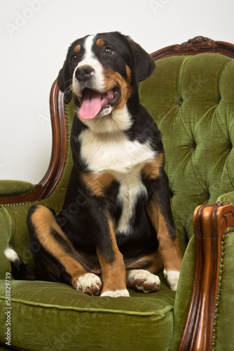 Greater Swiss Mountain Dog