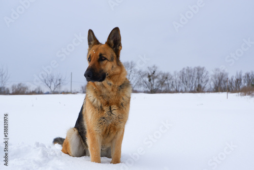 German young Shepherd dog performs the commands of the owner. German Shepherd sitting on the snow © Trik