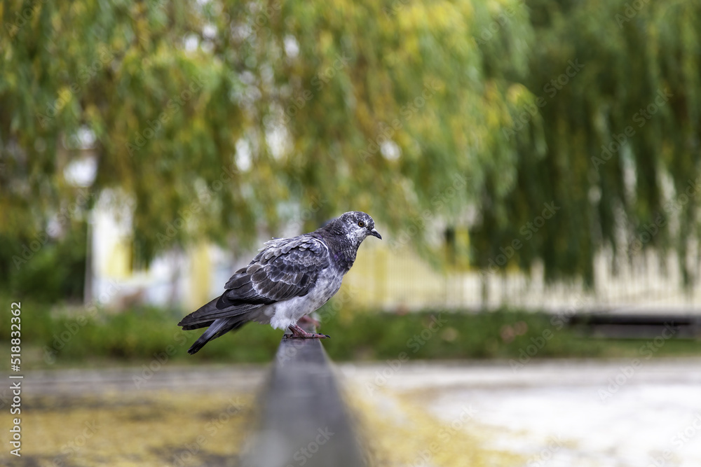 Obraz premium Pigeon perched on a railing