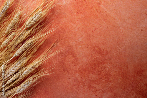 Sheaf of barley, Hordeum vulgare, on an orange textured background. Barley is grown primarily as animal fodder and as a source of malt for alcoholic beverages such as beer and scotch whisky.